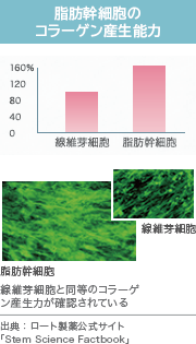 脂肪幹細胞のコラーゲン産生能力 線維芽細胞と同等のコラーゲン産生力が確認されている 出典：ロート製薬公式サイト 「Stem Science Factbook」